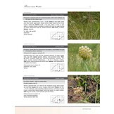 Photographic Guide to the Wild Flowers of the Limpopo Province (Strelitzia 44)