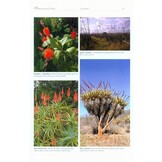 Beeplants of South Africa (Strelitzia 37)