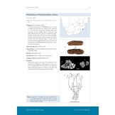 A Taxonomic Monograph of the Sea Cucumbers of Southern Africa (Echinodermata: Holothuroidea)