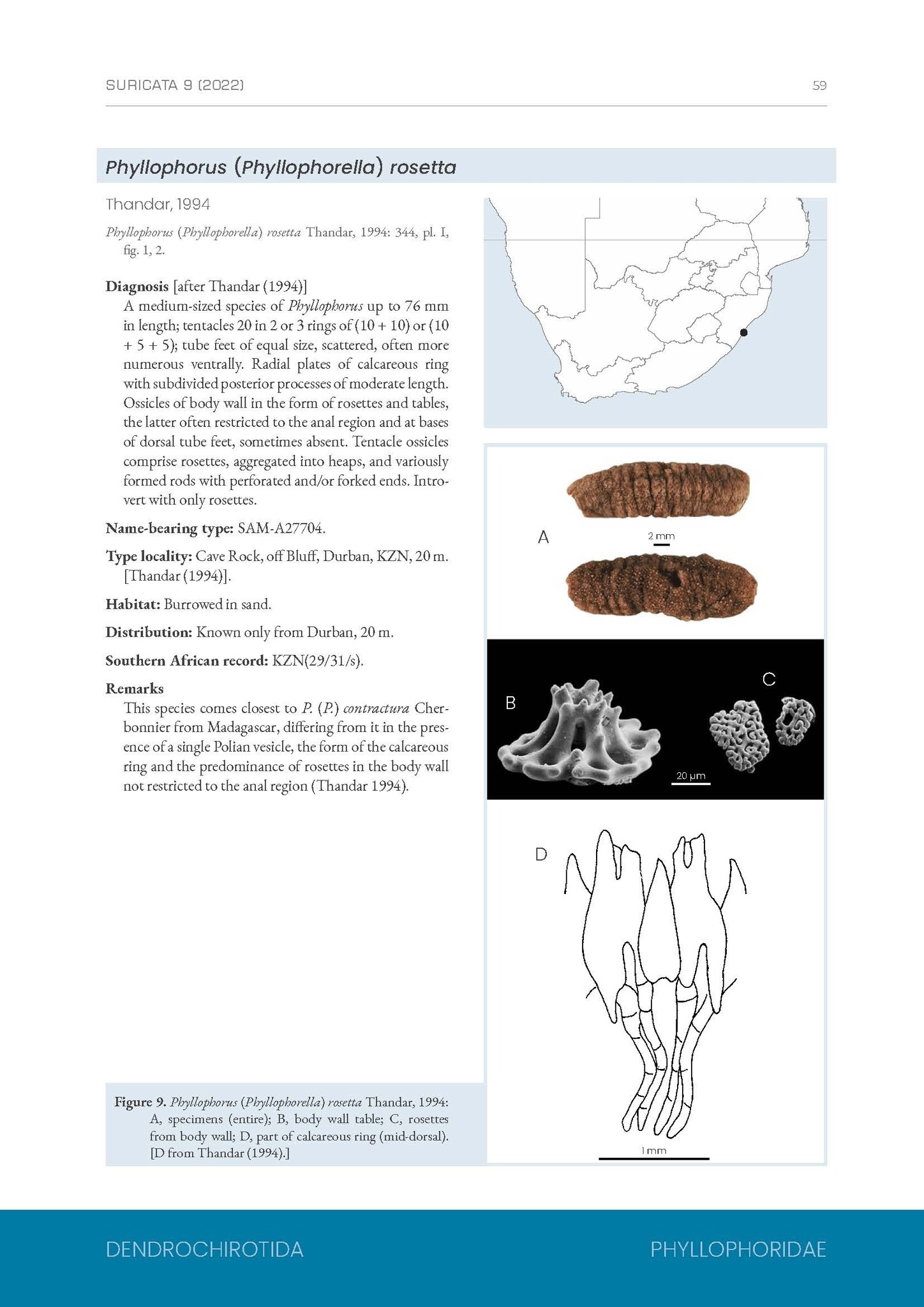 A Taxonomic Monograph of the Sea Cucumbers of Southern Africa (Echinodermata: Holothuroidea)