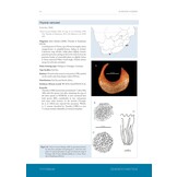 A Taxonomic Monograph of the Sea Cucumbers of Southern Africa (Echinodermata: Holothuroidea)