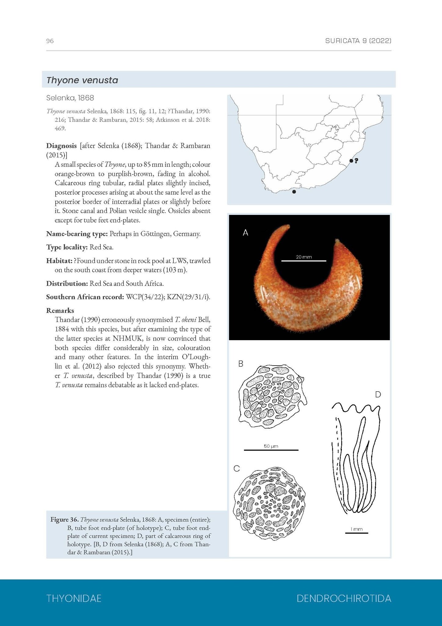 A Taxonomic Monograph of the Sea Cucumbers of Southern Africa (Echinodermata: Holothuroidea)