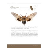 Cicadas of southern Africa - An illustrated guide to known species