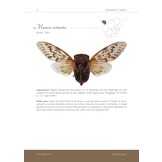 Cicadas of southern Africa - An illustrated guide to known species