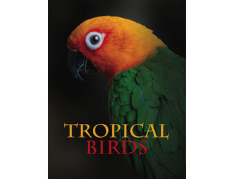 Tropical Birds