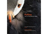 Puffins