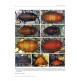 Manual of Afrotropical Diptera, Volume 2 - Nematocera & Lower Brachycera