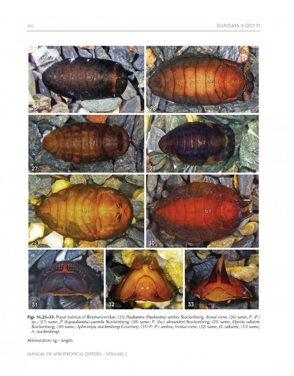 Manual of Afrotropical Diptera, Volume 2 - Nematocera & Lower Brachycera