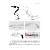 Manual of Afrotropical Diptera, Volume 2 - Nematocera & Lower Brachycera