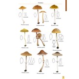 Mushrooms and Toadstools of Britain & Europe, Volume 4 - Agarics, Part 3