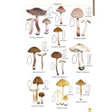 Mushrooms and Toadstools of Britain & Europe, Volume 4 - Agarics, Part 3