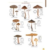 Mushrooms and Toadstools of Britain & Europe, Volume 4 - Agarics, Part 3