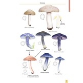 Mushrooms and Toadstools of Britain & Europe, Volume 4 - Agarics, Part 3