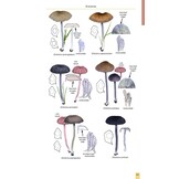 Mushrooms and Toadstools of Britain & Europe, Volume 4 - Agarics, Part 3