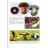 British Boletes - With Keys to Species