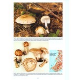The Genus Agaricus in Britain