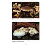 The Genus Tricholoma in Britain