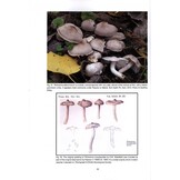 The Genus Tricholoma in Britain