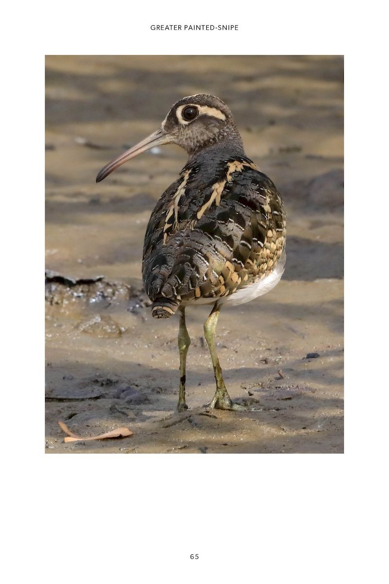 101 Curious Tales of East African Birds - A Brief Introduction to Tropical Ornithology