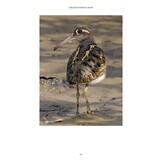 101 Curious Tales of East African Birds - A Brief Introduction to Tropical Ornithology