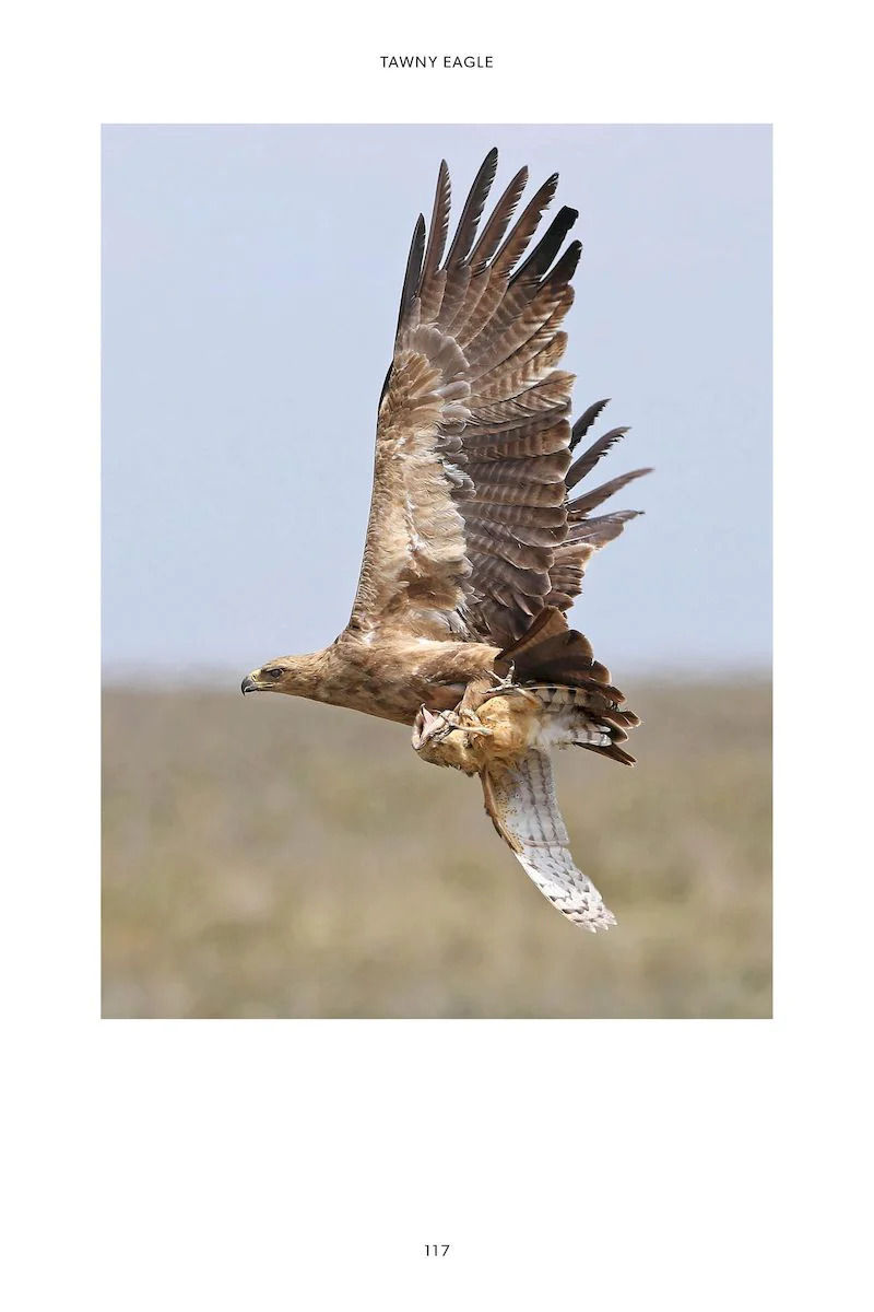 101 Curious Tales of East African Birds - A Brief Introduction to Tropical Ornithology