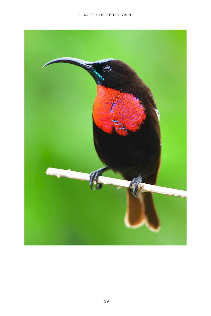 101 Curious Tales of East African Birds - A Brief Introduction to Tropical Ornithology