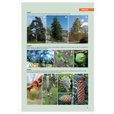 The Kew Temperate Plant Families Identification Handbook