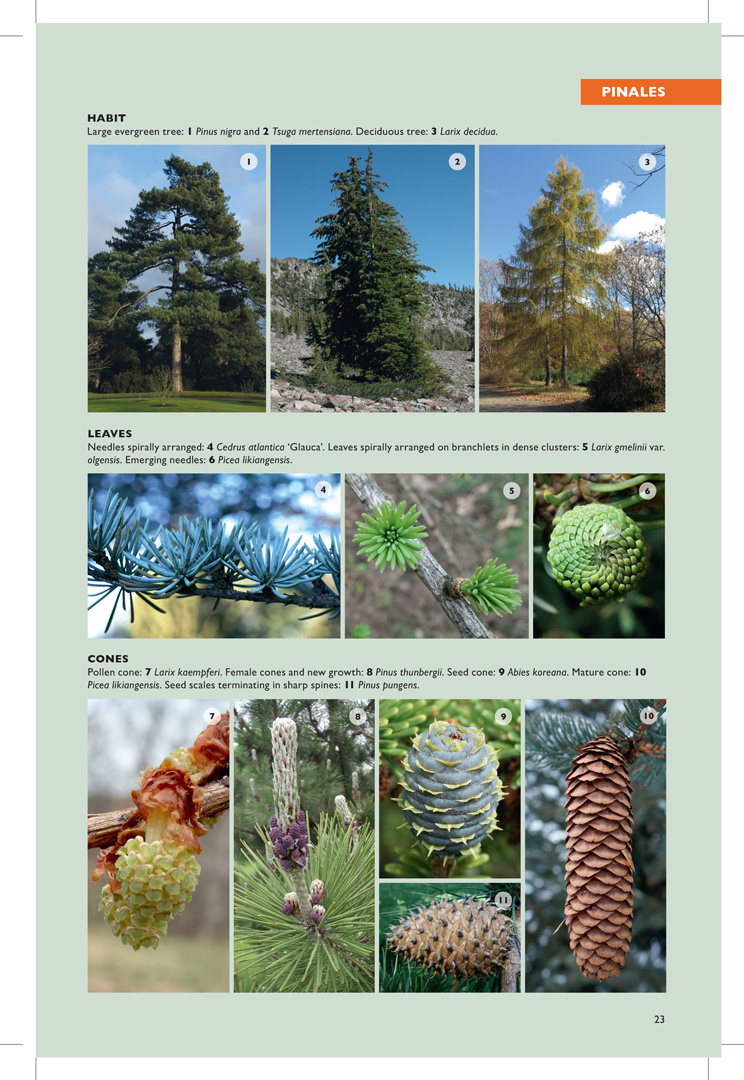 The Kew Temperate Plant Families Identification Handbook