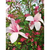 De complete kleurengids voor de tuin