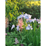 De complete kleurengids voor de tuin