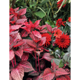 De complete kleurengids voor de tuin