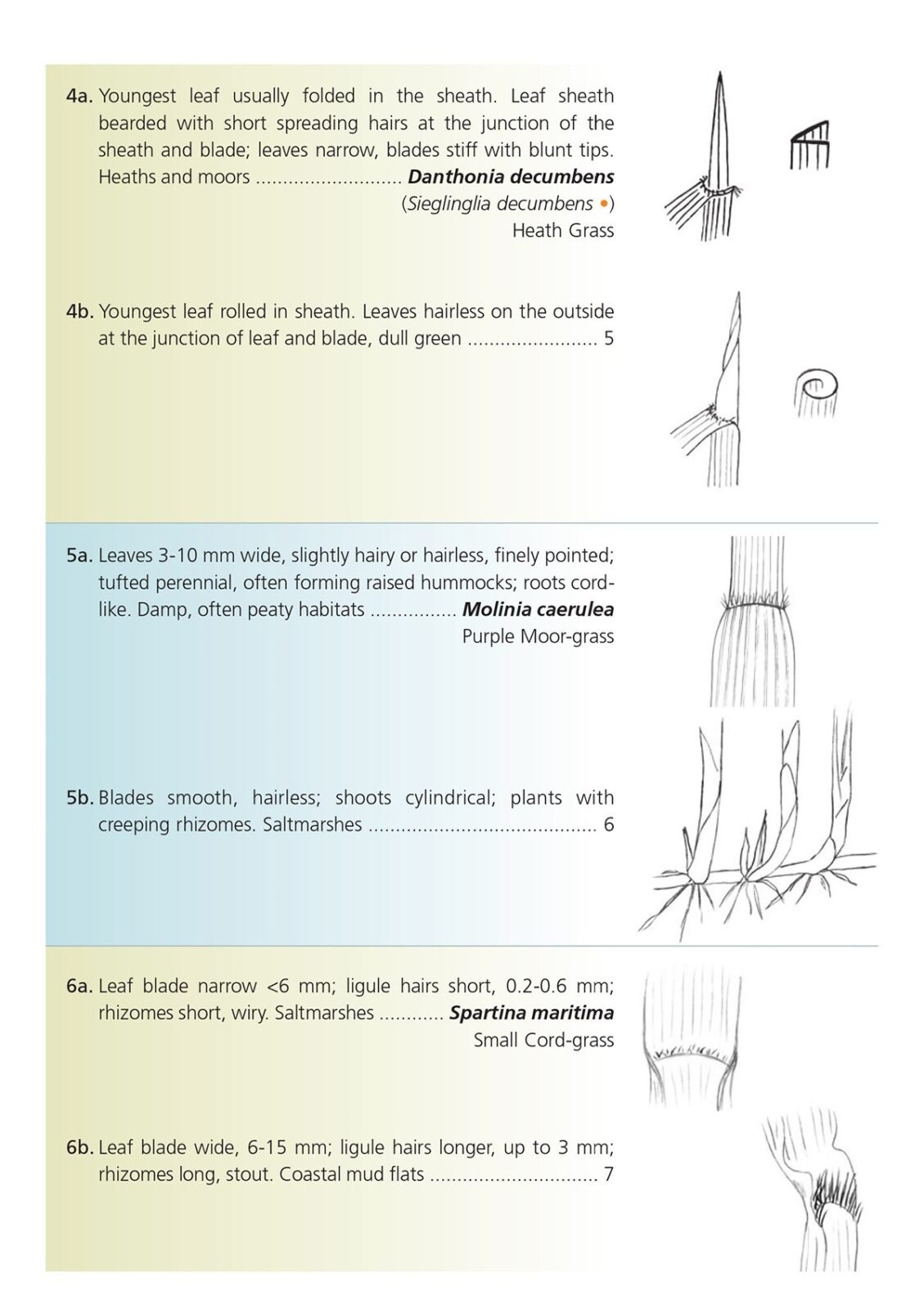 Grasses: A Guide to Identification Using Vegetative Characters