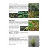 Grasses: A Guide to Identification Using Vegetative Characters