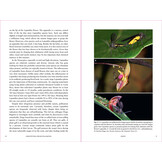 Demystifying Orchid Pollination - Stories of Sex, Lies and Obsession