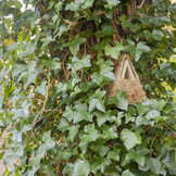 Camouflage nestkast Winterkoning