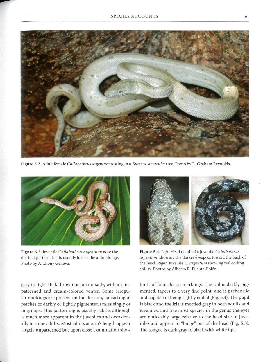Boas of the West Indies - Evolution, Natural History and Conservation