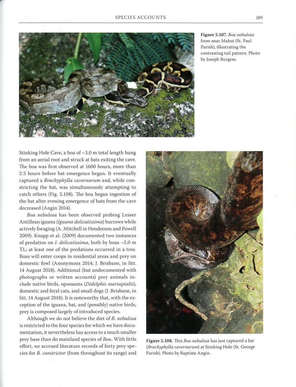 Boas of the West Indies - Evolution, Natural History and Conservation