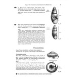Land Snails in the British Isles