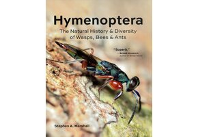 Hymenoptera