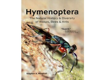 Hymenoptera