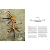 Hymenoptera - The Natural History & Diversity of Wasps, Bees & Ants