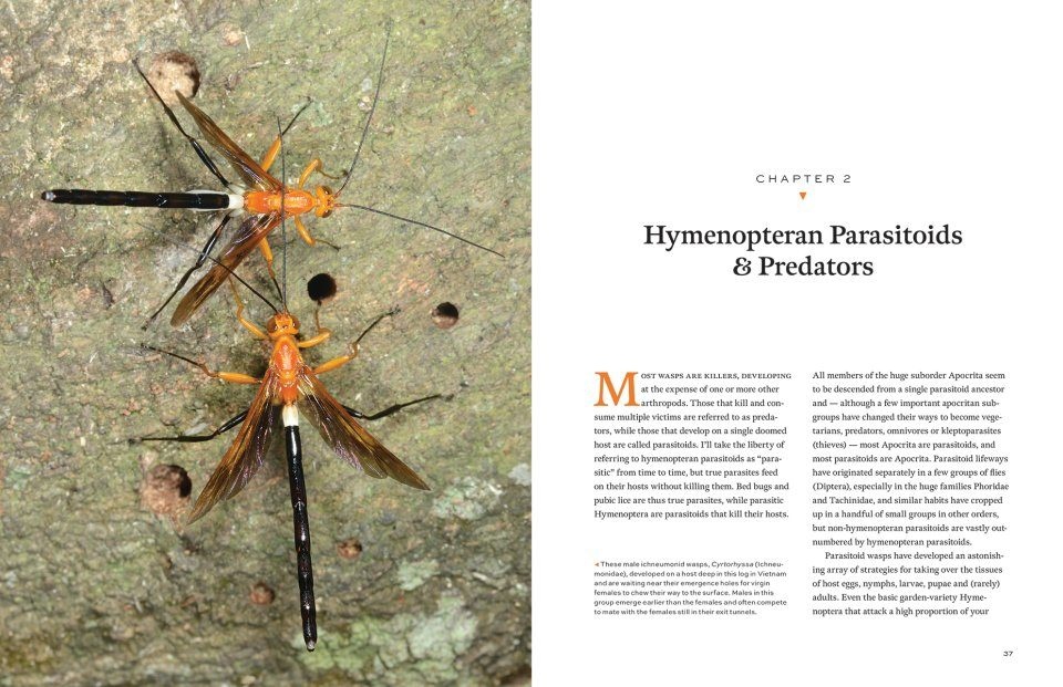 Hymenoptera - The Natural History & Diversity of Wasps, Bees & Ants