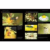 Hymenoptera - The Natural History & Diversity of Wasps, Bees & Ants