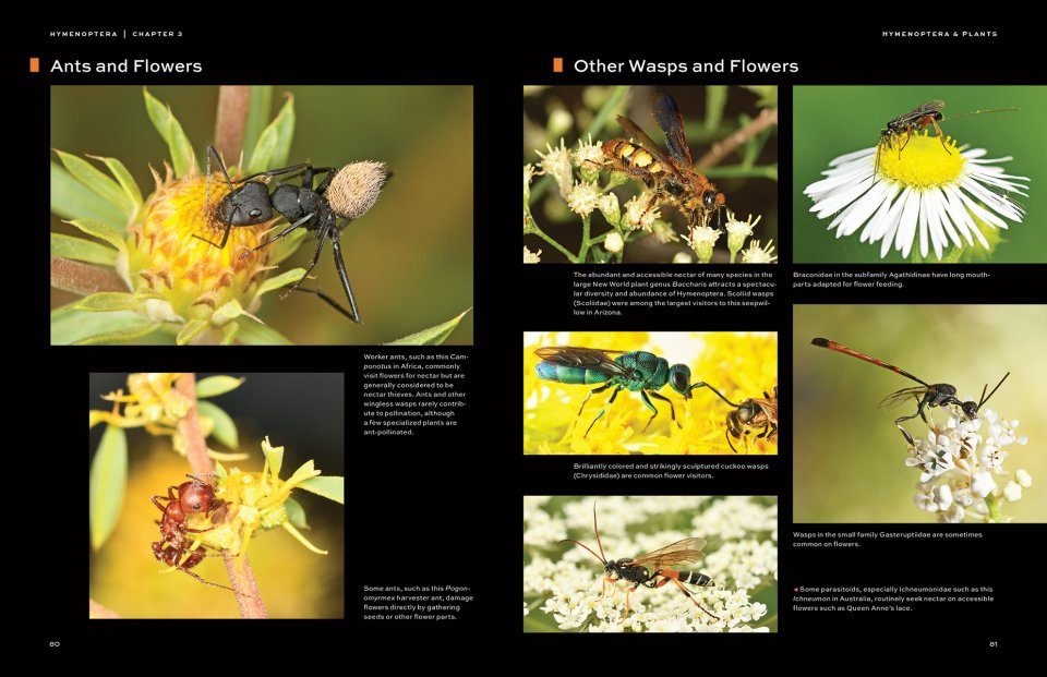 Hymenoptera - The Natural History & Diversity of Wasps, Bees & Ants
