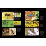 Hymenoptera - The Natural History & Diversity of Wasps, Bees & Ants