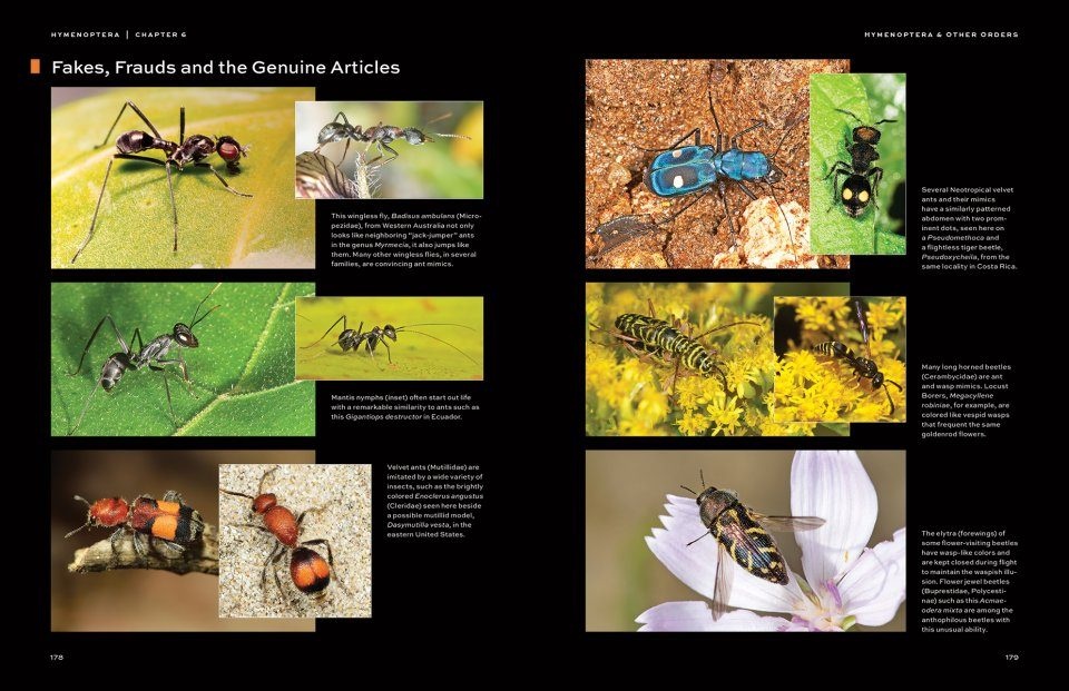 Hymenoptera - The Natural History & Diversity of Wasps, Bees & Ants