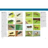 Hymenoptera - The Natural History & Diversity of Wasps, Bees & Ants