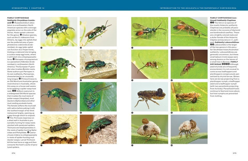 Hymenoptera - The Natural History & Diversity of Wasps, Bees & Ants
