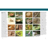 Hymenoptera - The Natural History & Diversity of Wasps, Bees & Ants