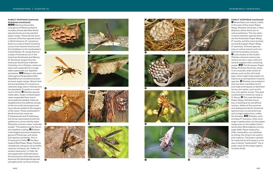 Hymenoptera - The Natural History & Diversity of Wasps, Bees & Ants